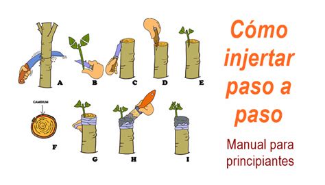 Infografía: Proceso de injerto de tomate paso a paso