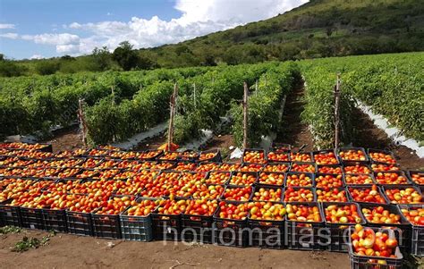 Cultivo de tomate injertado en campo abierto, Brasil