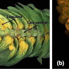 Esquema de la anatomía del cono de lúpulo destacando las glándulas de lupulina