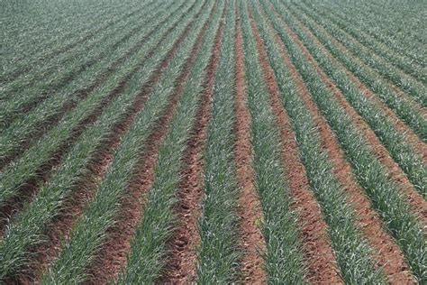 Campo de cebollas cultivadas en una zona templada bajo la luz del sol