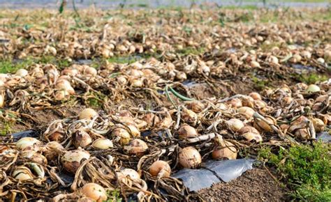 Cebollas cosechadas en el campo, listas para el curado