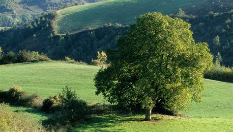 Árbol de nogal majestuoso en paisaje