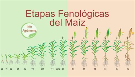 Esquema de las fases fenológicas del crecimiento del maíz, desde la germinación hasta la madurez fisiológica.