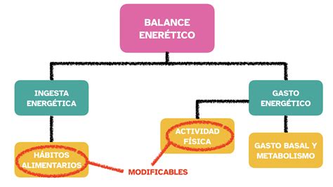 esquema o diagrama explicando la relación entre Gasto Energético Basal y Gasto Energético Total