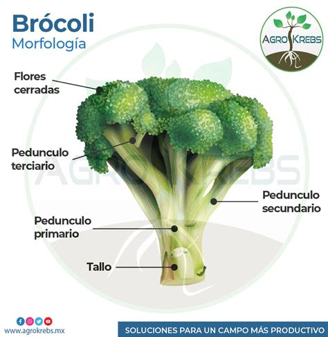 Mano cortando una cabeza de brócoli madura del tallo