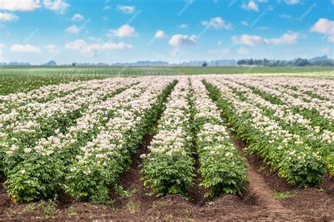 Campo de cultivo de patatas con planta en crecimiento