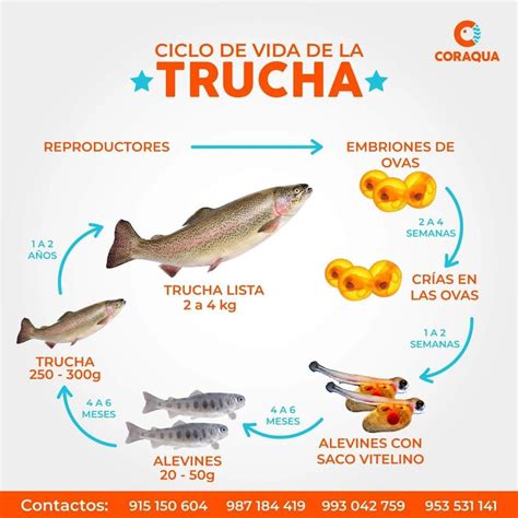 Infografía del ciclo de vida de la trucha en comparación con el salmón, mostrando las diferencias de migración