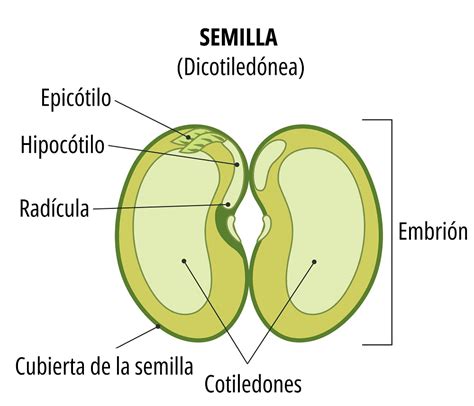 Esquema anatómico del nogal mostrando el involucro verde, la cáscara dura y la semilla o nuez interior