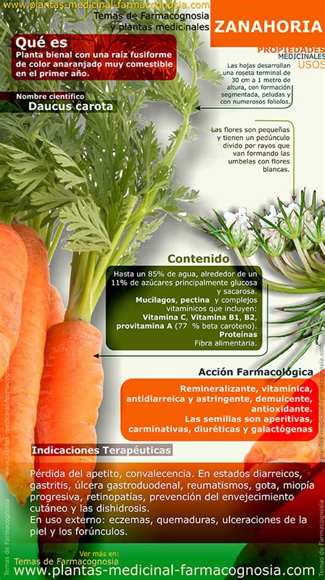 Infografía sobre las propiedades nutricionales de la zanahoria