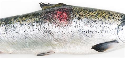 Imagen de un corazón de salmón afectado por Aeromonas salmonicida con colonias bacterianas