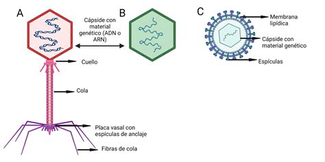 Representación esquemática de los virus que afectan a salmones