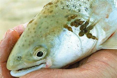 Piojos de mar (Caligus rogercresseyi) en la piel de un salmón