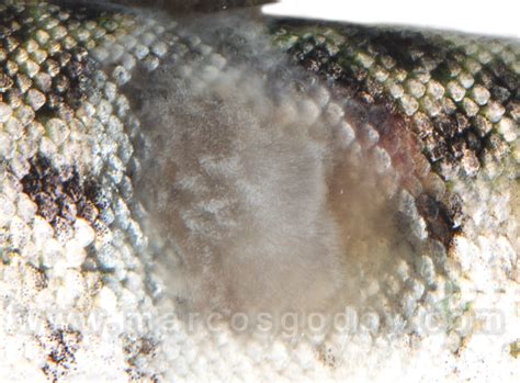 Hifas de Saprolegnia sp. invadiendo tejido de salmón