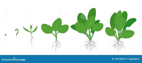 Esquema de las necesidades hídricas de la espinaca en diferentes etapas de crecimiento