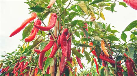 Campo de cultivo de ají saludable con énfasis en el ají páprika
