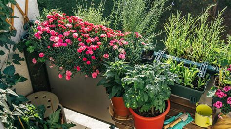 Plantas de ají en macetas en un balcón soleado