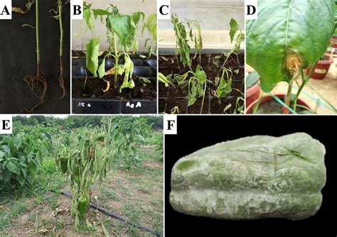Frutos de ají con síntomas de pudrición por Phytophthora capsici