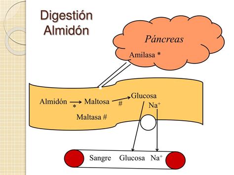 Esquema de la digestión de almidón resistente vs. azúcares simples