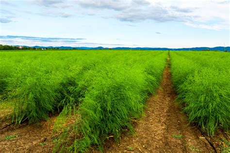 Fotografía de un campo de espárragos en diferentes fases de crecimiento