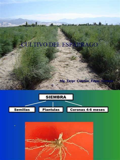 Infografía: Extracción de nutrientes por el cultivo de espárrago en diferentes fases