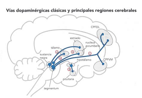 Esquema neuroquímico del sistema dopaminérgico mesolímbico y su activación ante el consumo de sustancias altamente palatables.