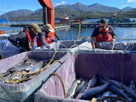 Mortalidad masiva de salmones en fiordos chilenos