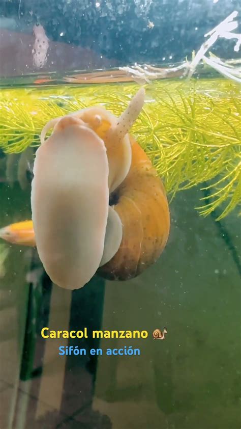 Foto de caracol manzana usando su sifón para respirar en la superficie del agua