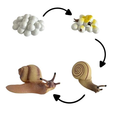 Infografía del ciclo de vida del caracol manzana dorado: huevos, eclosión, juvenil y adulto