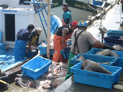 Pescadores artesanales capturando salmones escapados