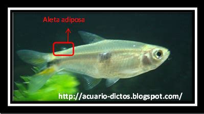 Diagrama de la aleta adiposa dorsal en salmones