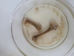 Hueso de pollo en un recipiente con vinagre, ilustrando el inicio del experimento de descalcificación.