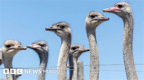 Avestruces en una granja, destacando su tamaño