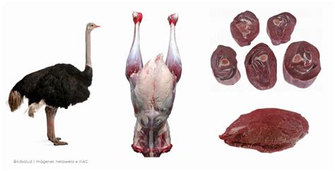 Variedad de cortes de carne de avestruz listos para cocinar