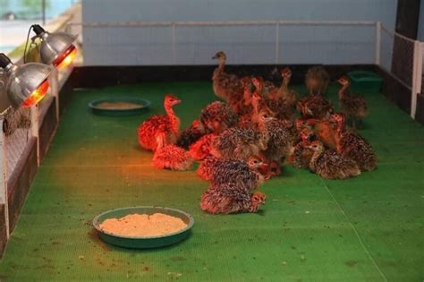 Granja de avestruces moderna, enfocada en la producción de carne