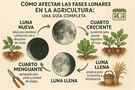 Esquema de las fases lunares y su impacto en la agricultura