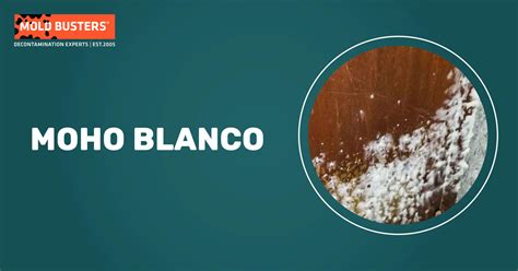 Comparativa visual de moho blanco natural y moho oscuro o irregular en embutidos