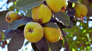 Esquema botánico del árbol de membrillo mostrando la disposición de las hojas alternas, la estructura de la flor de cinco pétalos y el fruto en desarrollo