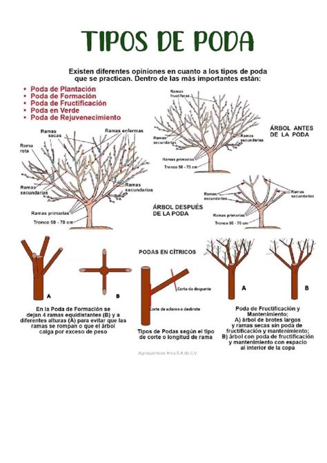 Infografía sobre las distancias de plantación recomendadas y el proceso de poda de formación para lograr un árbol equilibrado con ramas escalonadas