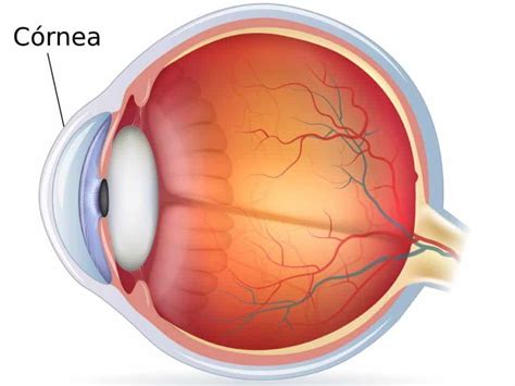 Esquema del ojo humano mostrando la conjuntiva y la córnea, con ejemplos de irritación