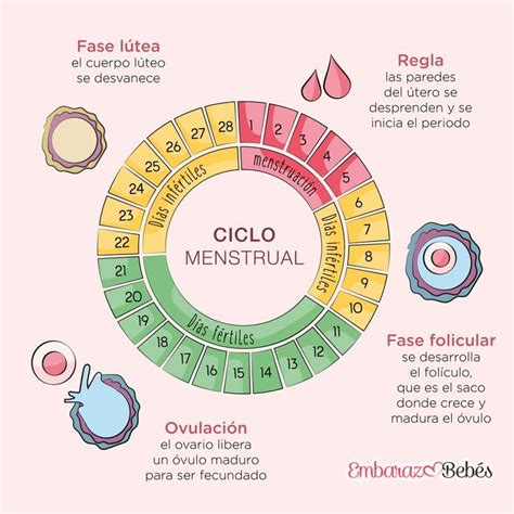 Esquema del ciclo menstrual femenino y los días donde el dolor mamario cíclico es más común