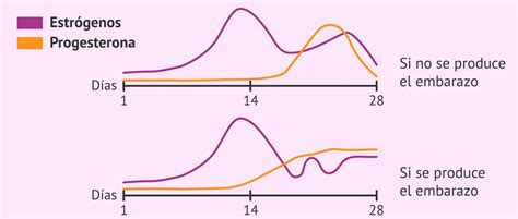 Diagrama que muestra la fluctuación de los niveles de estrógeno y progesterona a lo largo de un ciclo menstrual