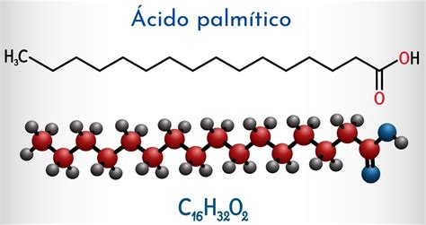 Esquema de la estructura química del ácido palmítico (C16H32O2)