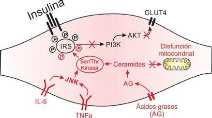 Diagrama de los mecanismos celulares de resistencia a la insulina: palmitato, vía PKC, NF-κB, IL-6 y la reducción de GLUT4