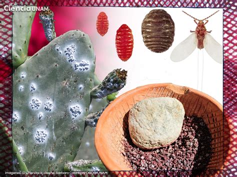 Imagen de insectos de cochinilla sobre un nopal.