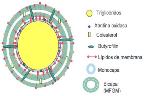 Esquema de la estructura de un glóbulo de grasa láctea y cómo la agitación rompe sus membranas