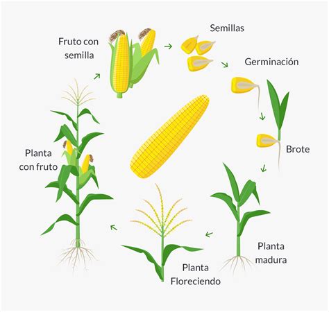 Esquema de la planta de maíz y sus atributos, mostrando su ciclo de vida y la simbiosis con el ser humano