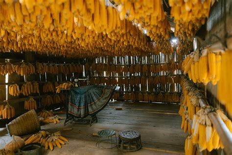 Fotografía de un troje o granero tradicional con mazorcas de maíz almacenadas, algunas rojas para protección