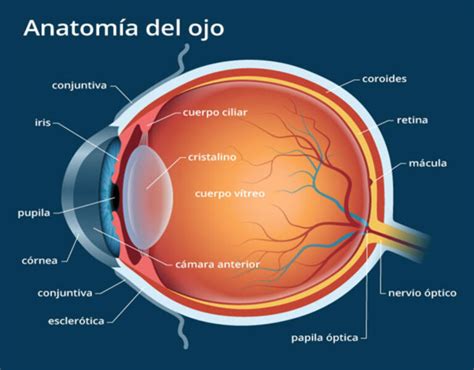 Esquema anatómico del ojo humano con la localización de la conjuntiva
