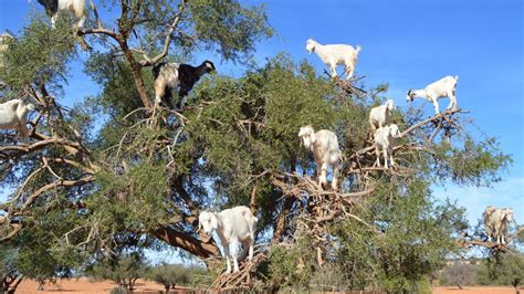 Cabras subidas a un árbol de argán comiendo sus hojas
