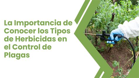 Diagrama comparativo de herbicidas de contacto y sistémicos, mostrando cómo actúan en la planta.